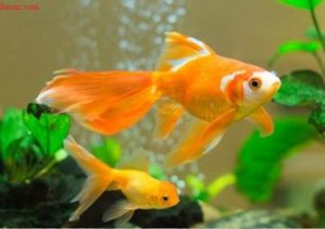 Mệnh thổ nên nuôi mấy con cá thì tốt?